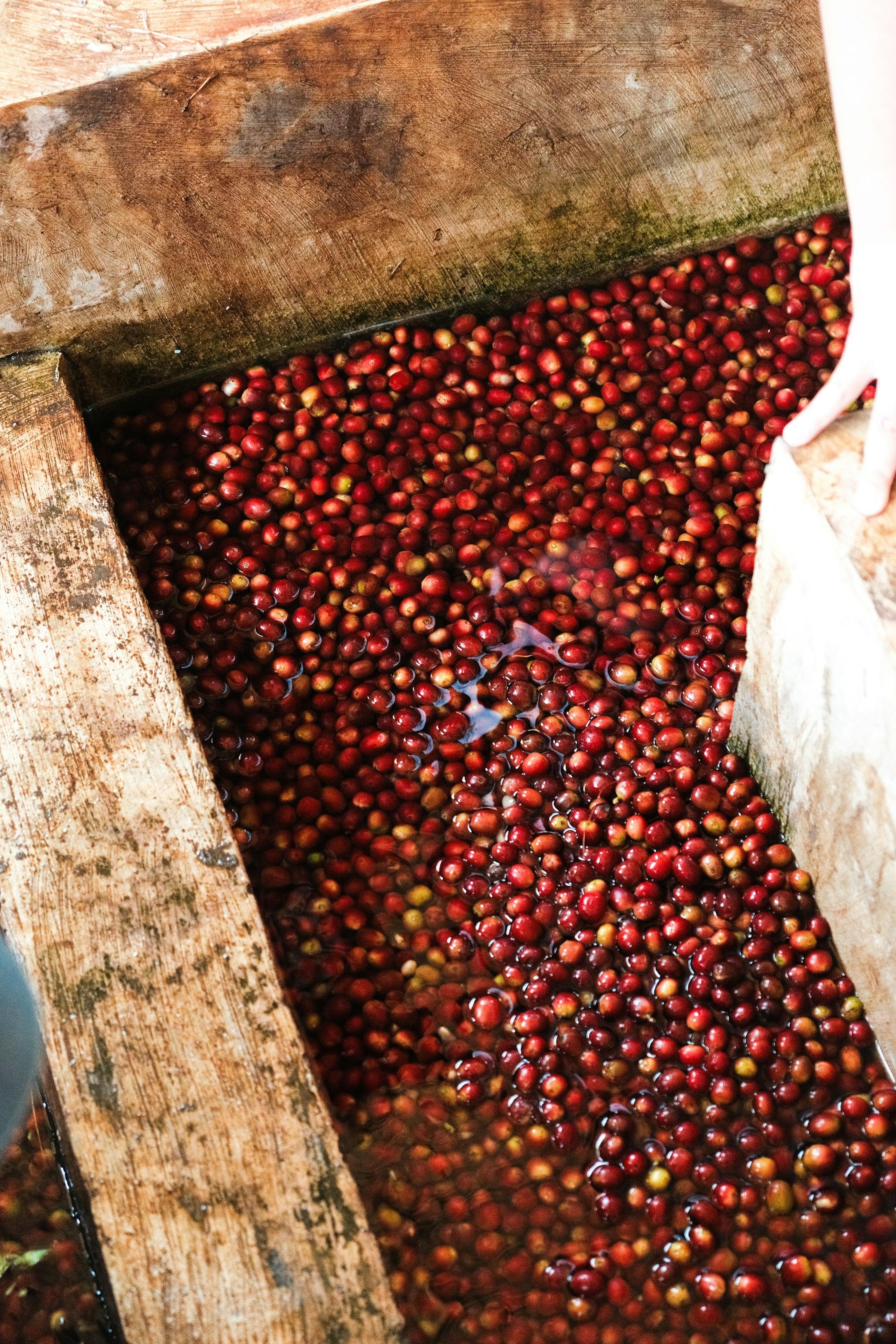 Ripe red coffee cherries soaking in a wooden fermentation tank