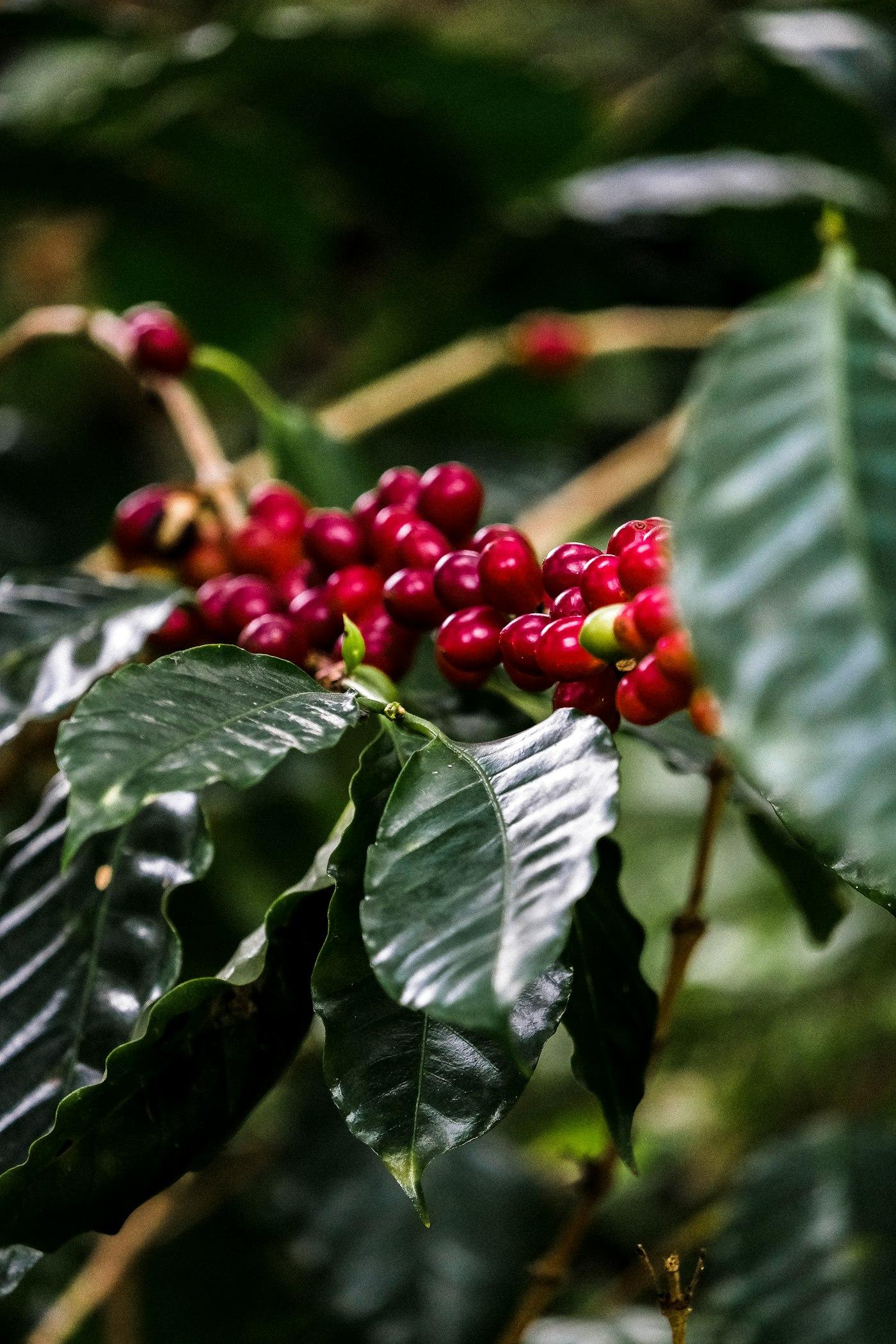 Ripe red coffee cherries on the branch