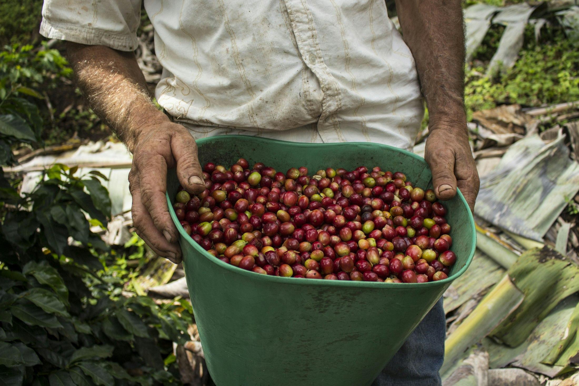 A farmer holding a bucket full of freshly picked red coffee cherries