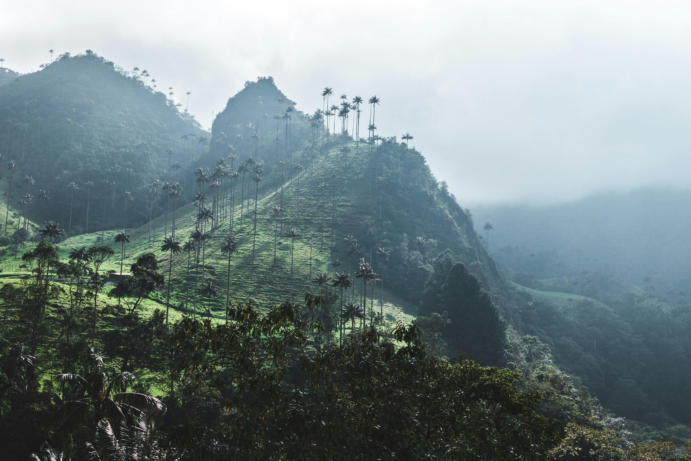 Mist over wax-palm mountains in the Colombian coffee landscape