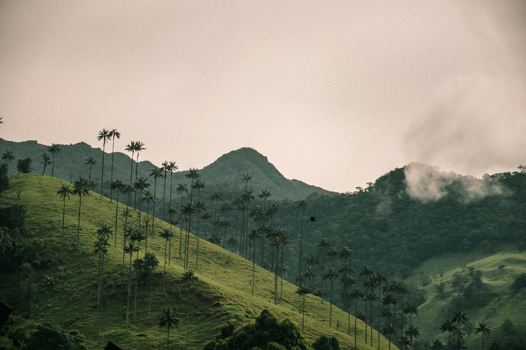 Wax palms on a green Colombian hillside at dusk